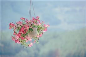 &quot;24 Hr Flower Delivery Nyc